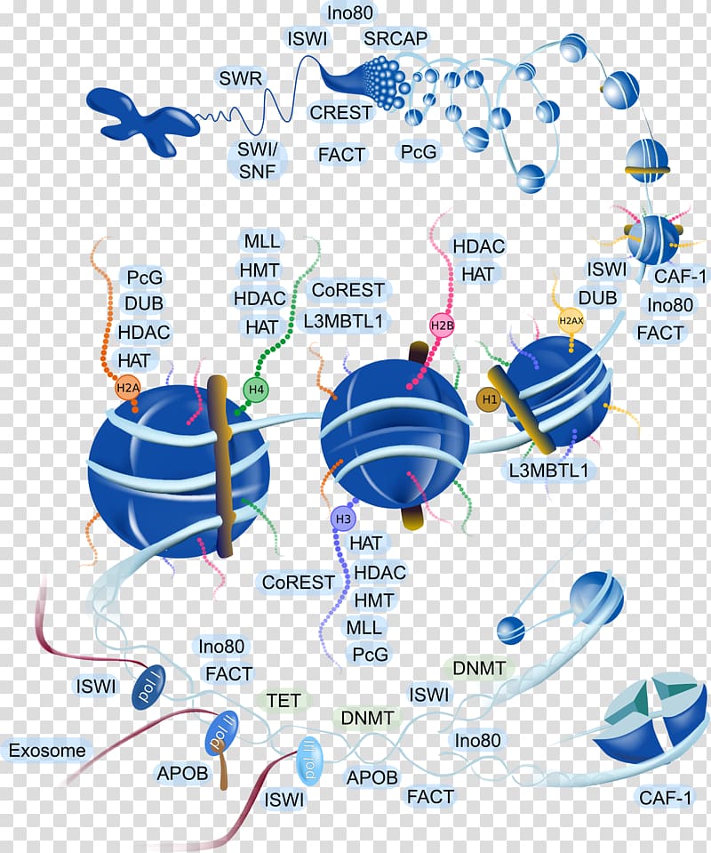 Brand Coordination complex Protein complex Histone Name, Sperm cell transparent background PNG clipart