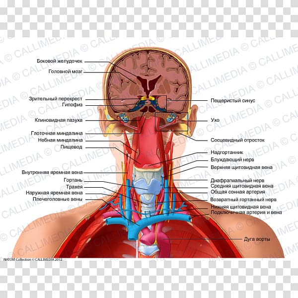 Human anatomy Head Neck Human body, vague transparent background PNG clipart