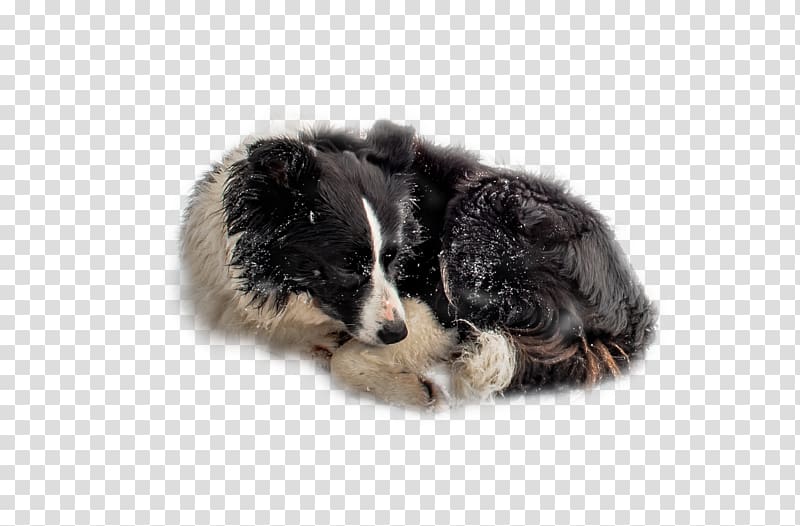Border Collie Australian Shepherd Puppy Dog breed Companion dog, The dog dog in the snow transparent background PNG clipart