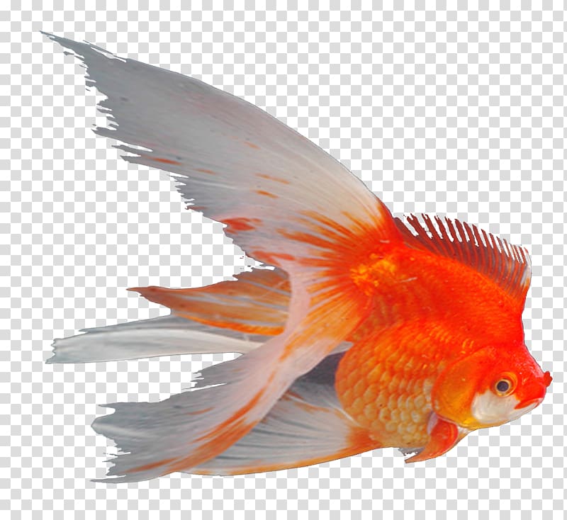 Goldfish Ornamental fish Feeder fish Aquarium, mar transparent background PNG clipart
