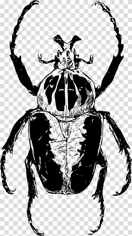 Atlas beetle Goliathus Ladybird beetle , Titan Atlas transparent background PNG clipart