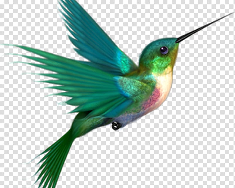 Hummingbird , Bird transparent background PNG clipart