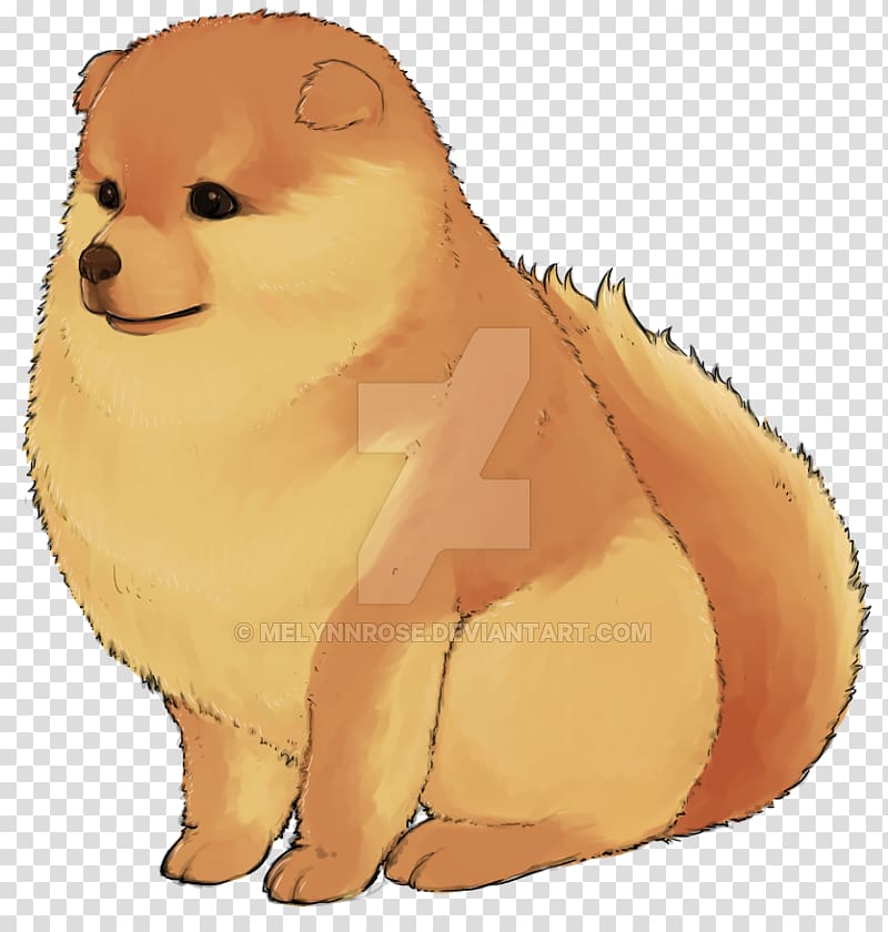 Pomeranian Puppy Dog breed Whiskers Non-sporting group, puppy transparent background PNG clipart