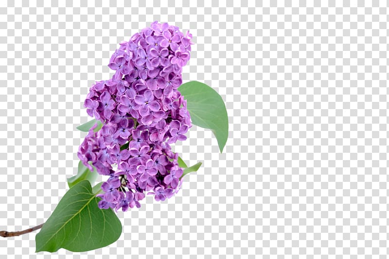 purple lilac flower , Euclidean Hyacinth, Lilac transparent background PNG clipart