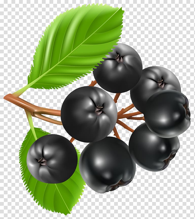 berries illustration, Bilberry Blueberry pie , Blueberries transparent background PNG clipart