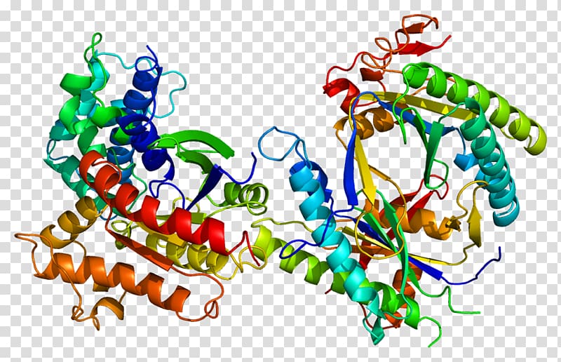 GNAS complex locus Gene Adenylyl cyclase Human genome Gs alpha subunit, organism transparent background PNG clipart