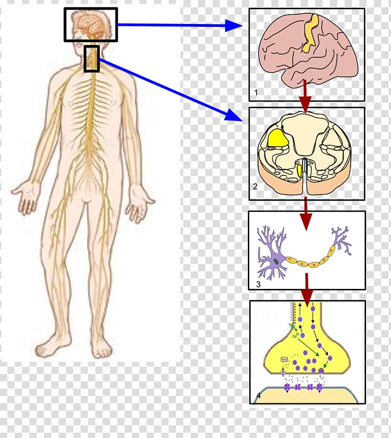 Somatic nervous system Autonomic nervous system Sympathetic nervous system Nerve, nervous transparent background PNG clipart