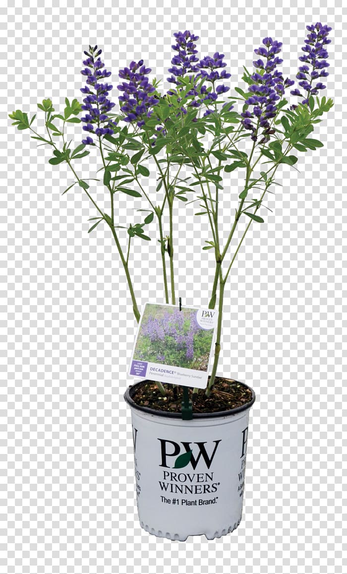 English lavender Baptisia australis Shrub Plant Blueberry, blueberry transparent background PNG clipart