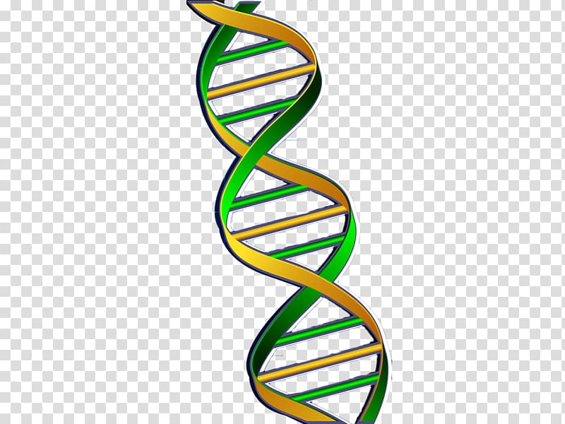 DNA Nucleic acid double helix Gene Green, Green chain gene transparent ...