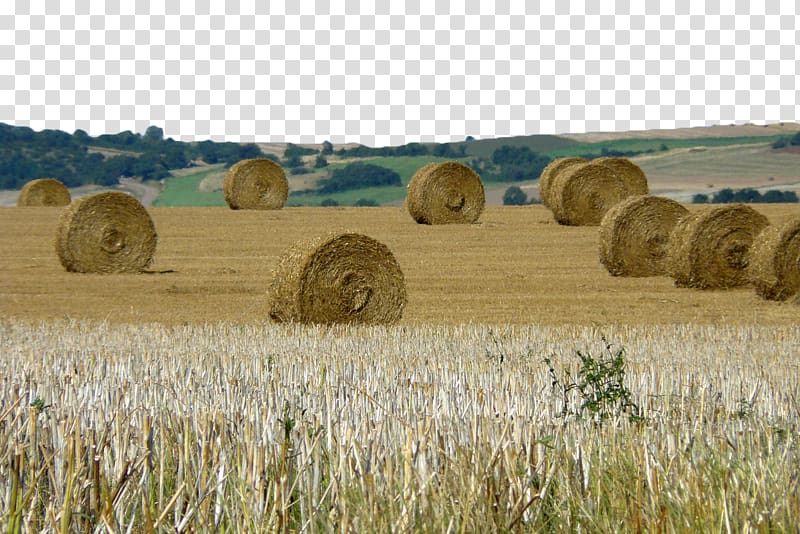 Hay Harvest Farm Straw bale, Wheat haystack transparent background PNG clipart