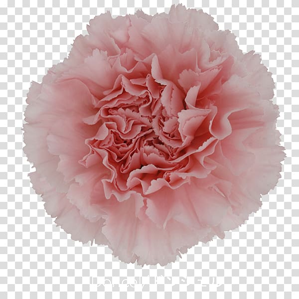 Carnation China pink Cut flowers Pink flowers, others transparent background PNG clipart