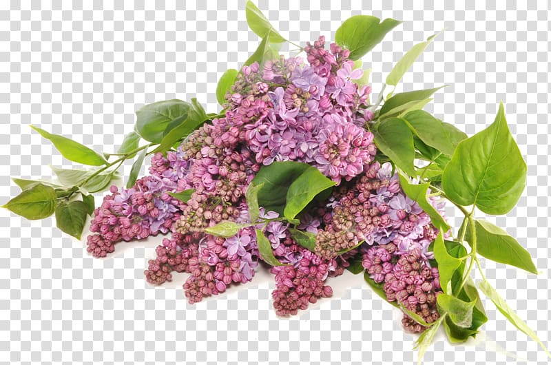 Tree Lilac Fototapeta Seedling Paper, salvia sclarea transparent background PNG clipart