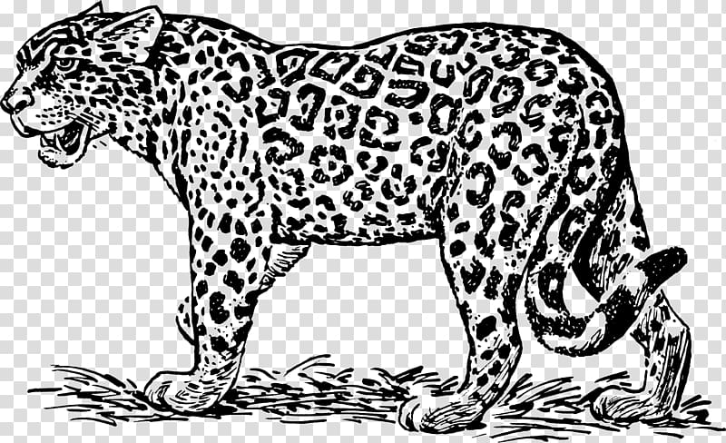 Jaguar Ocelot Black and white , jaguar transparent background PNG clipart