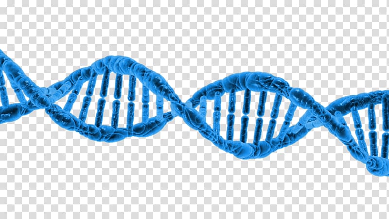 DNA Epigenetics Genetic testing Transcription, Double Helix transparent background PNG clipart