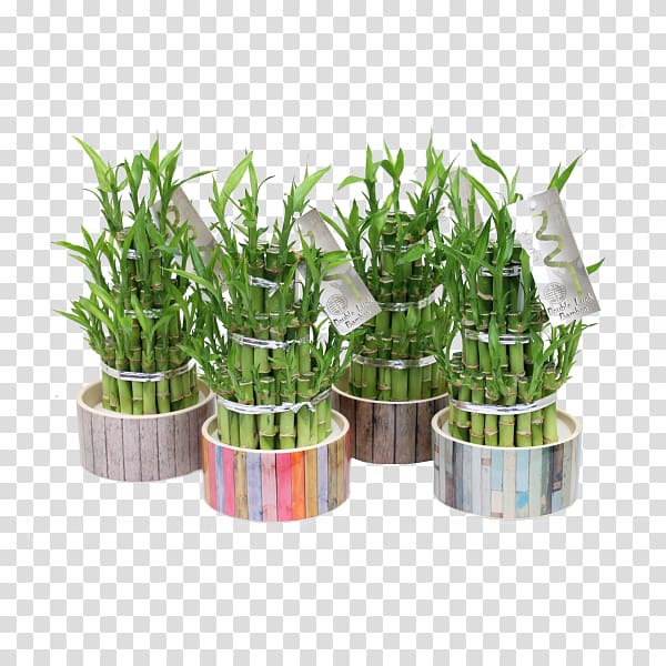 Lucky bamboo Tropical woody bamboos Grass Plant, bamboo transparent background PNG clipart