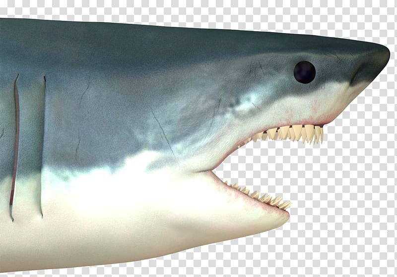 Great white shark Shark attack Drawing, Big white shark transparent background PNG clipart