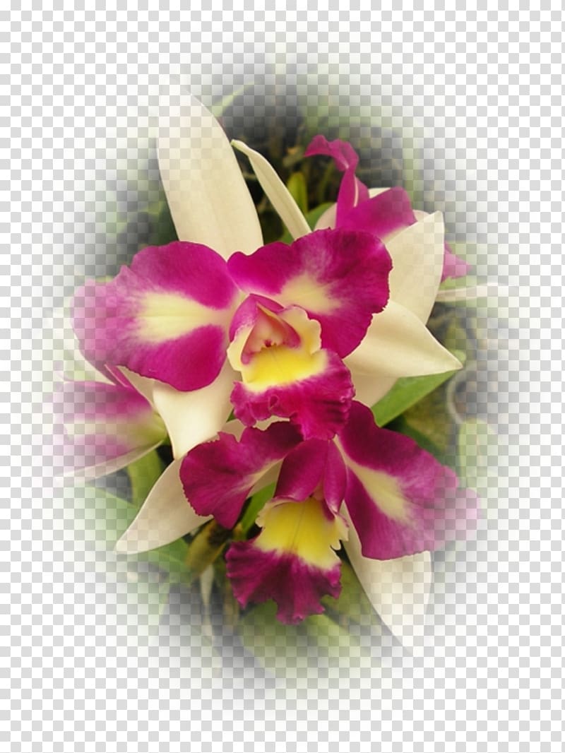 Cut flowers Moth orchids Floral design Cattleya orchids, orchidea transparent background PNG clipart