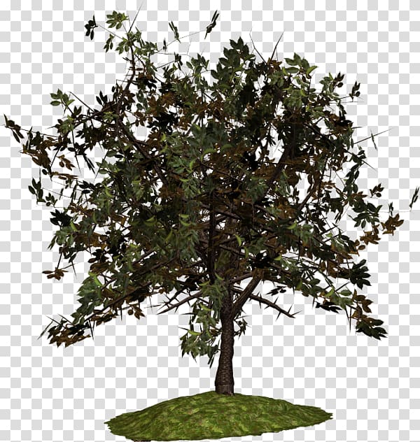 Tree Sugar maple , brad pitt transparent background PNG clipart