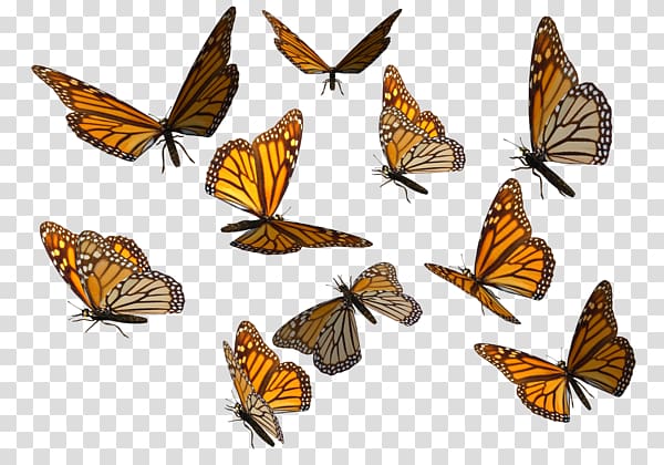 Monarch butterfly , Butterflies Swarm Background transparent background PNG clipart