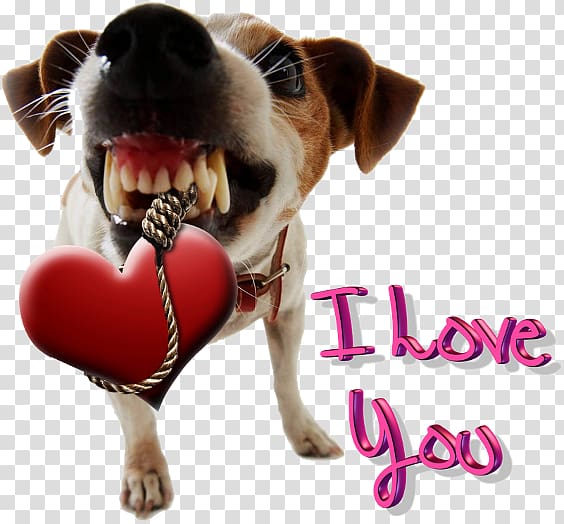 Jack Russell Terrier Maltese dog Zen Dog Pet Boutique Coyote Pet door, Self Love transparent background PNG clipart