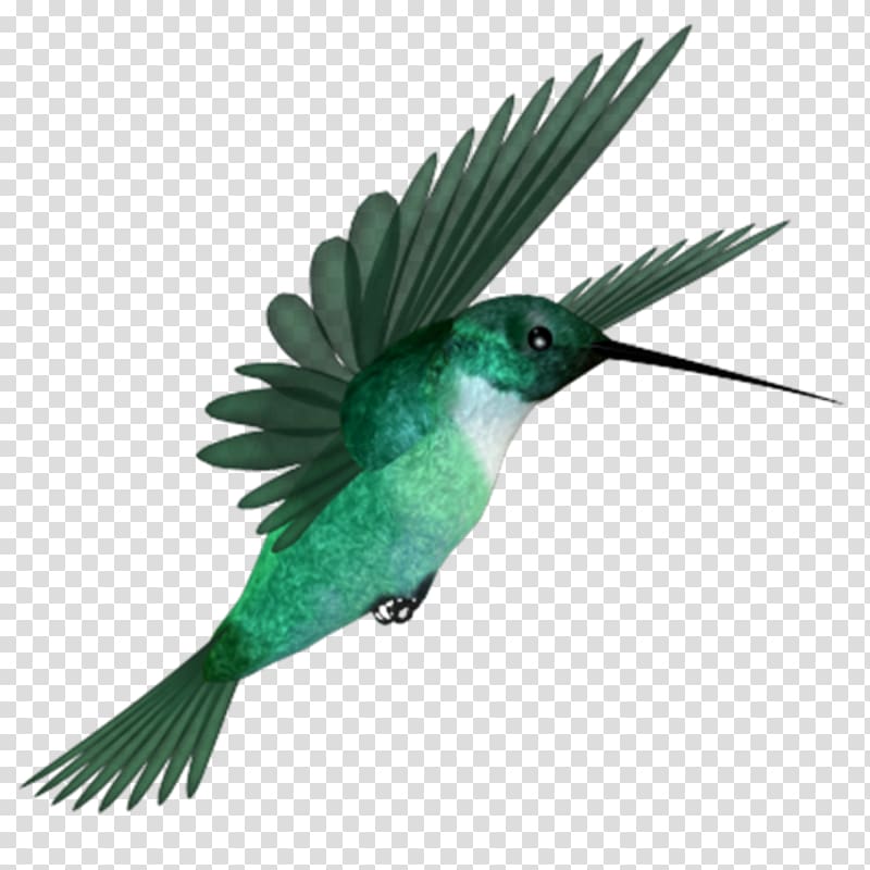 Hummingbird, Bird transparent background PNG clipart