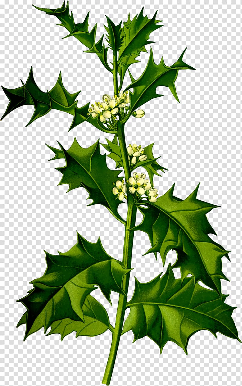Common holly Plant Shrub Species Tree, plant transparent background PNG clipart