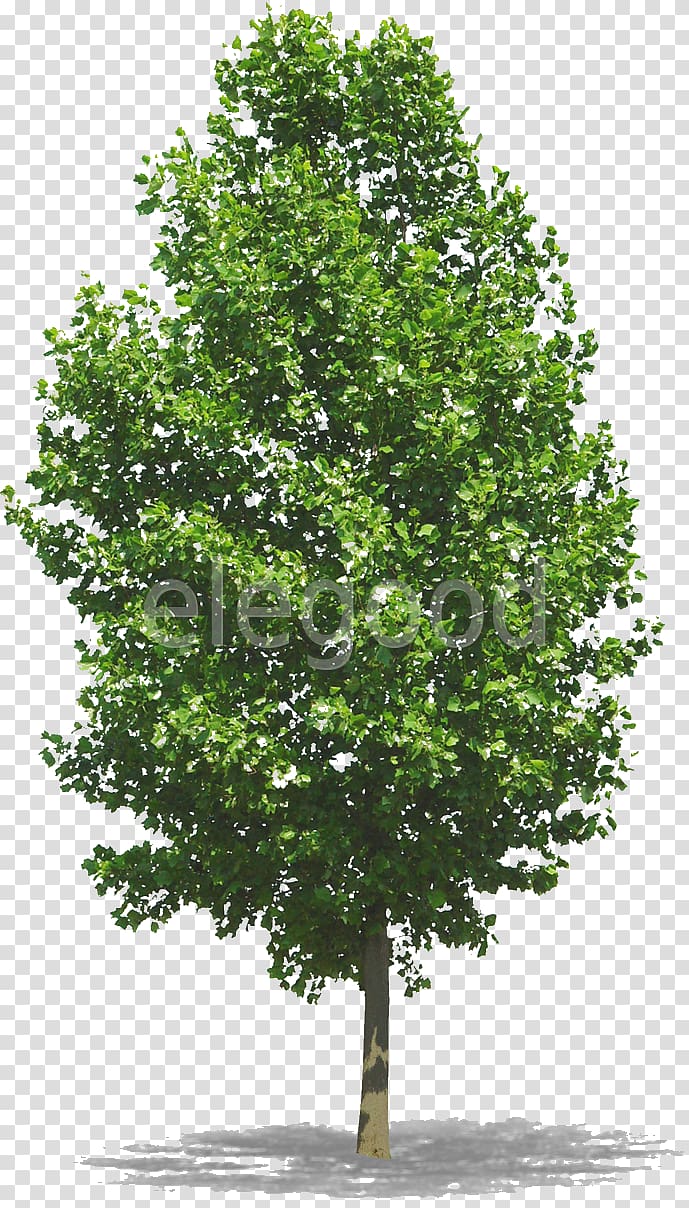 Tree Woody plant , flower tree transparent background PNG clipart
