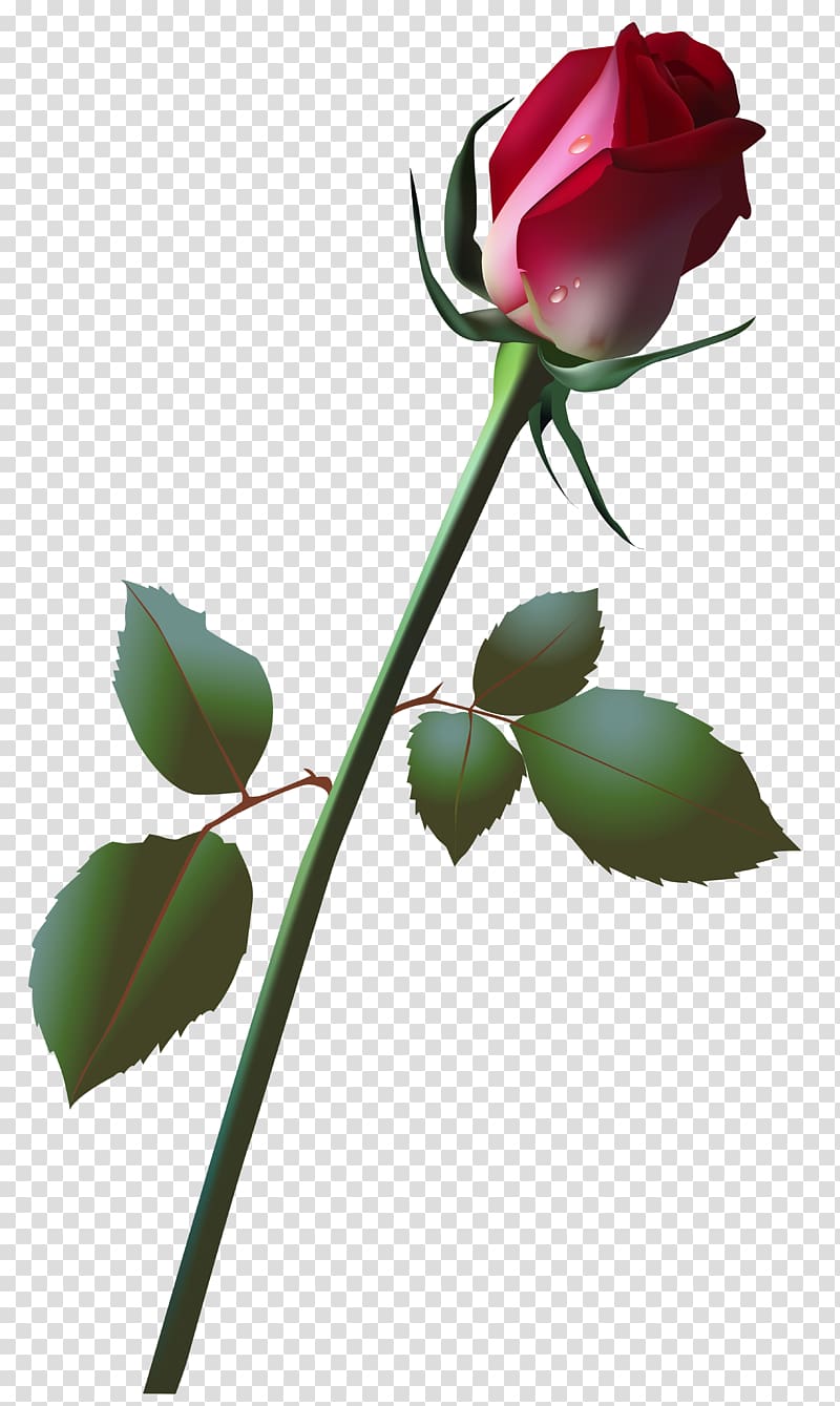 pink rose illustration, Rose Bud , Beautiful Rose Bud transparent background PNG clipart