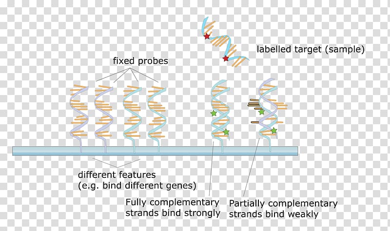 DNA microarray Hybridization probe Molecular biology, microscope transparent background PNG clipart
