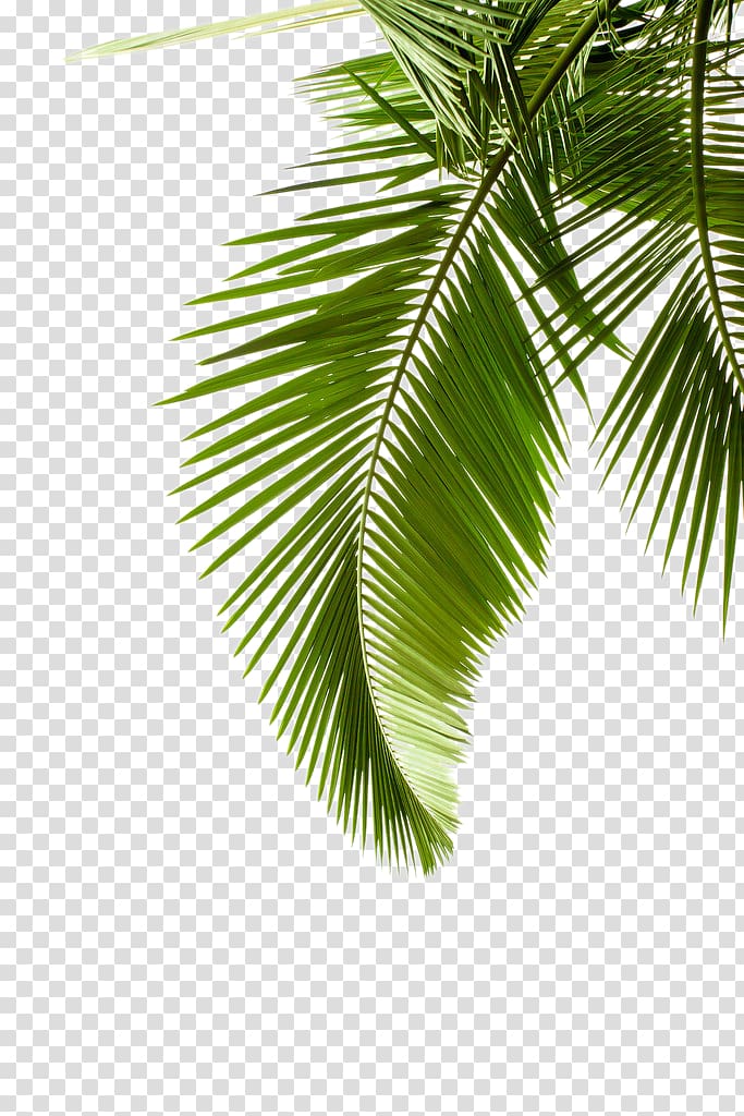 Paper Arecaceae Leaf Palm branch Tree, Leaf pattern, green leafed tree transparent background PNG clipart