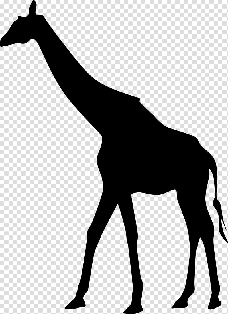 West African giraffe Silhouette , Africa transparent background PNG clipart