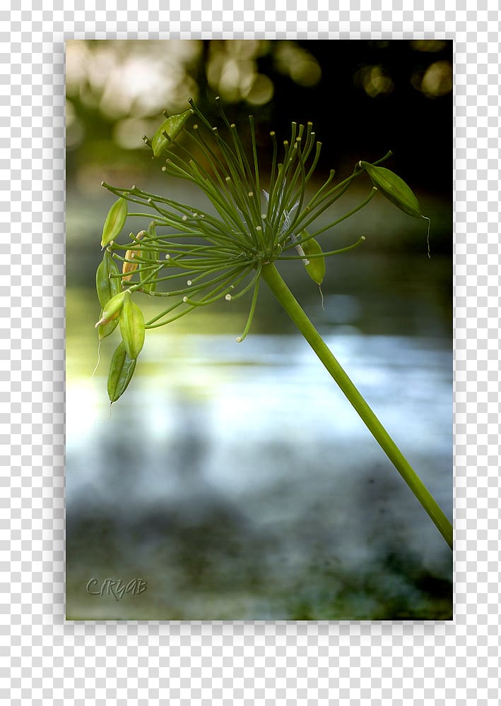 Leaf Water Plant stem, Leaf transparent background PNG clipart