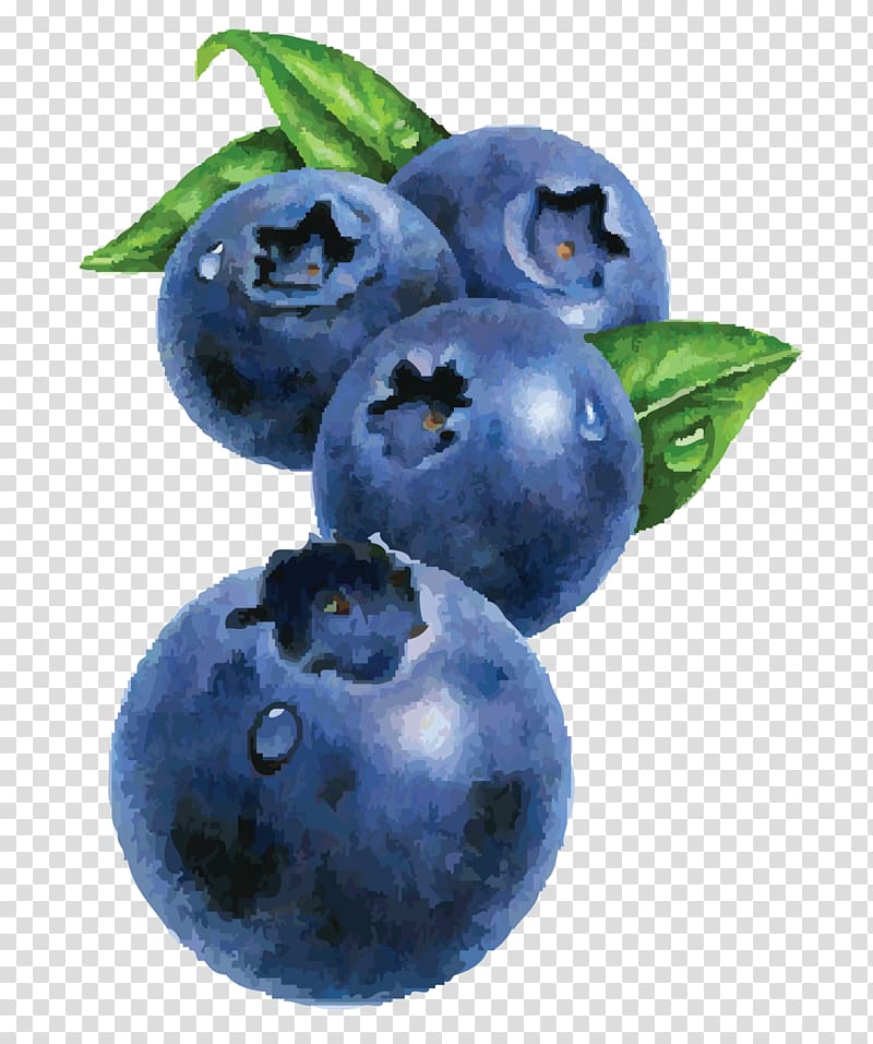 Blueberry Tea Bilberry Watercolor painting, 阿福虾面 transparent background PNG clipart