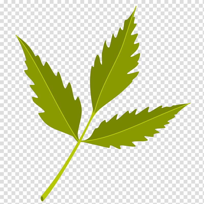 green leaf illustration, Neem Tree Neem oil Azadirachtin Neem cake, Clover Graphics transparent background PNG clipart