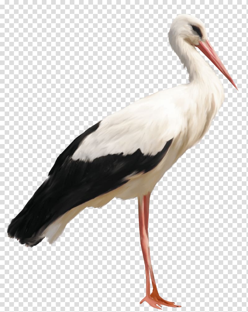 black and white bird, Standing Stork transparent background PNG clipart