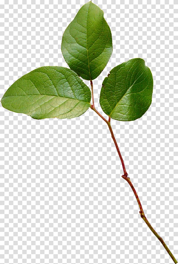Leaf Twig Plant stem, Leaf transparent background PNG clipart