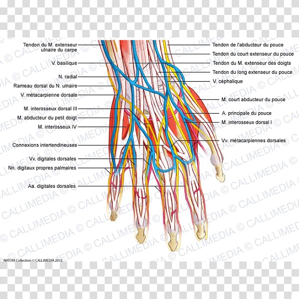 Hand Blood vessel Nervous system Muscle Muscular system, hand transparent background PNG clipart