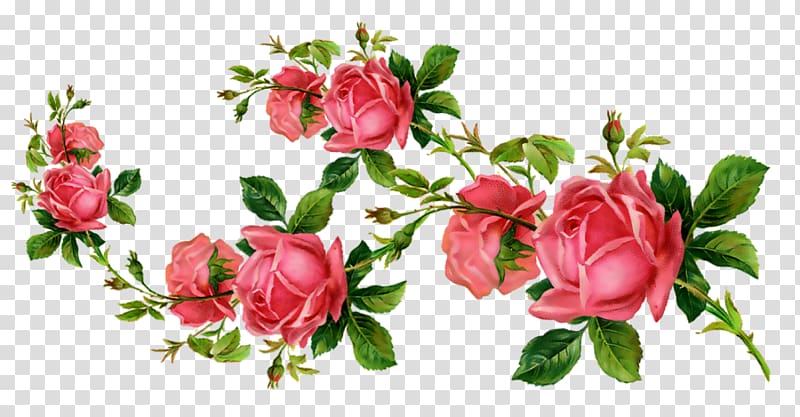 Garden roses Cut flowers , flower transparent background PNG clipart