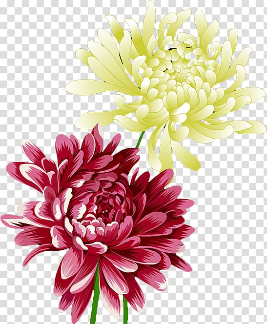 yellow and pink chrysanthemums , Dahlia Chrysanthemum Flower, chrysanthemum transparent background PNG clipart