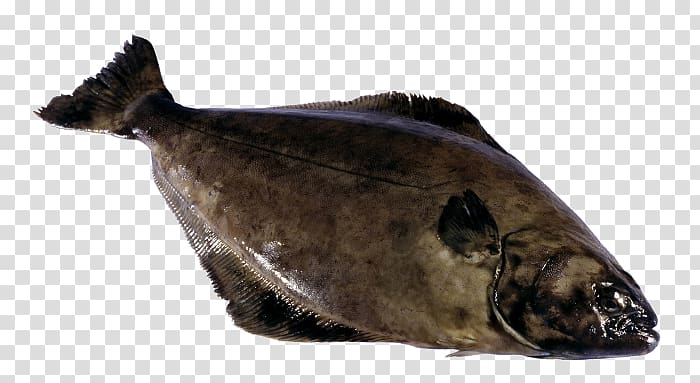 Fish Atlantic halibut Seafood Atlantic cod, fish transparent background PNG clipart
