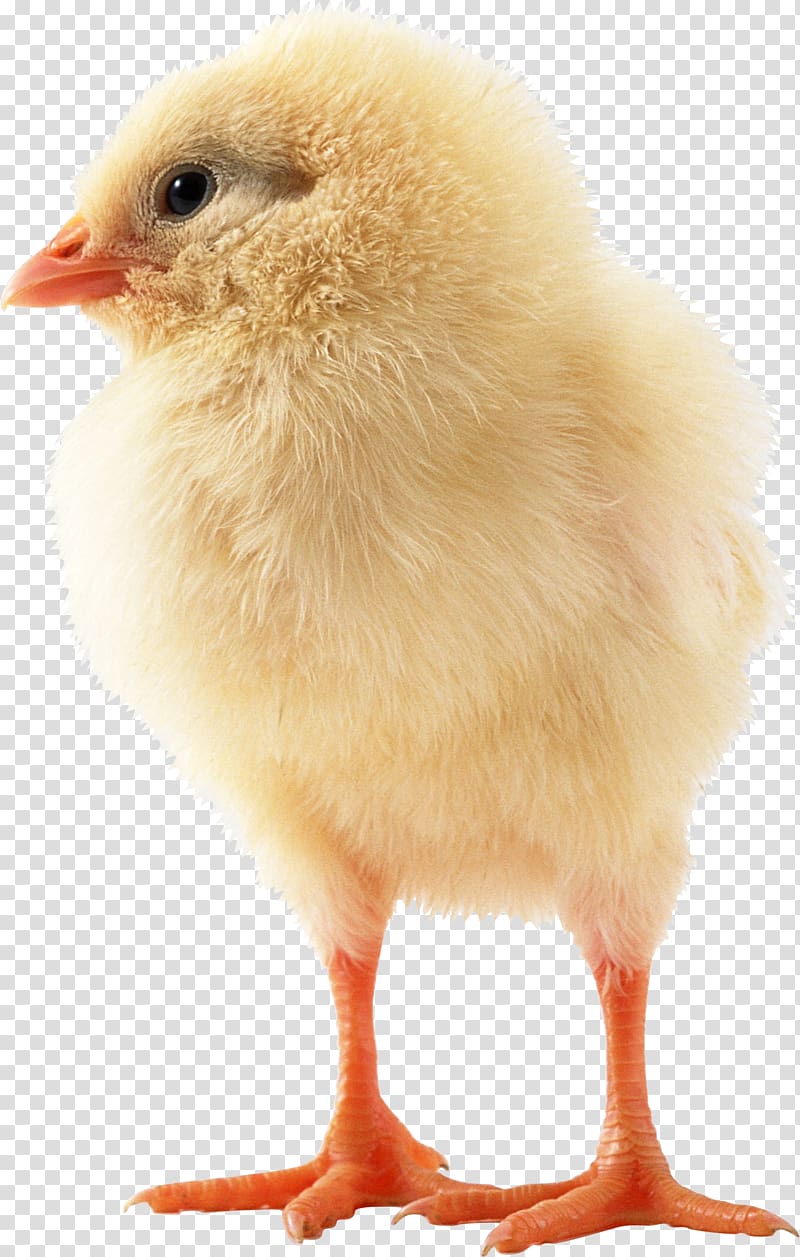Japanese bantam Bird Sebright chicken Kifaranga, chick transparent background PNG clipart