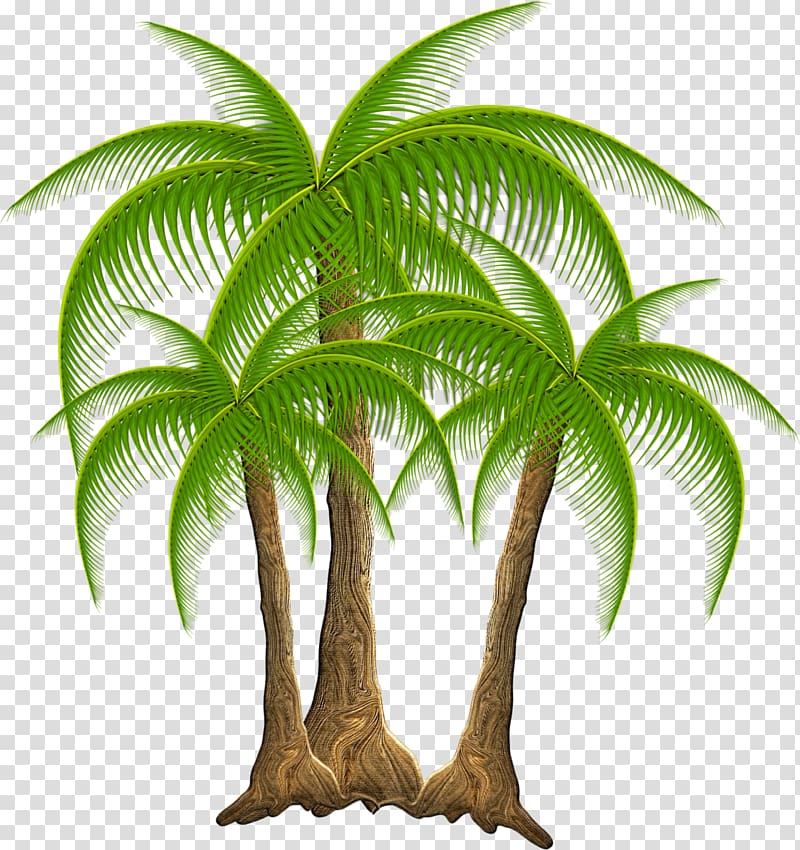 Plant Coconut Tropics Arecaceae Tree, coconut transparent background PNG clipart