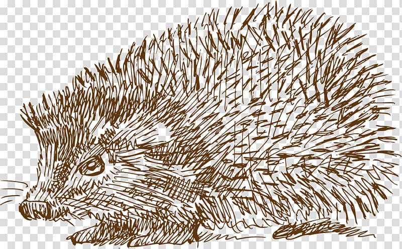 Domesticated hedgehog Drawing Illustration, Hedgehog Hand drawn sketch transparent background PNG clipart