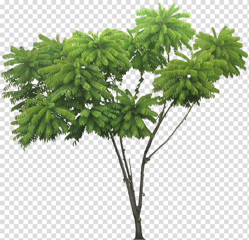 Bilimbi Tree Tropics Plant, tree transparent background PNG clipart