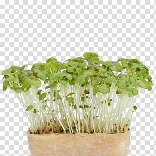 Herb Daikon Garden cress Mustard plant, salad transparent background PNG clipart