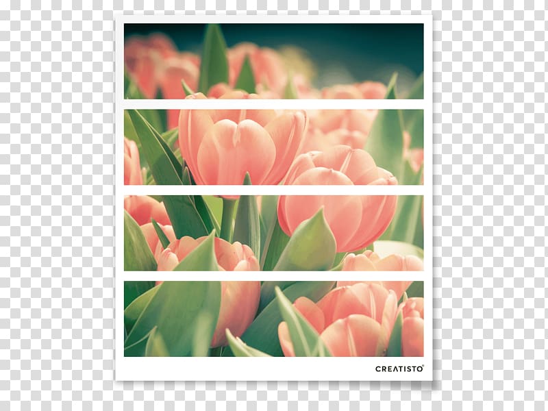 Tulip Floral design Petal Closet Plant stem, tulip material transparent background PNG clipart