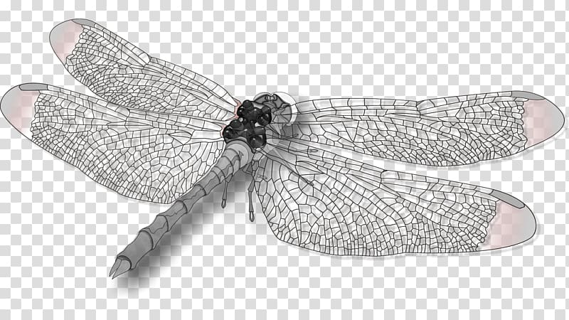 Dragonfly Insect wing Butterfly, dragonfly transparent background PNG clipart