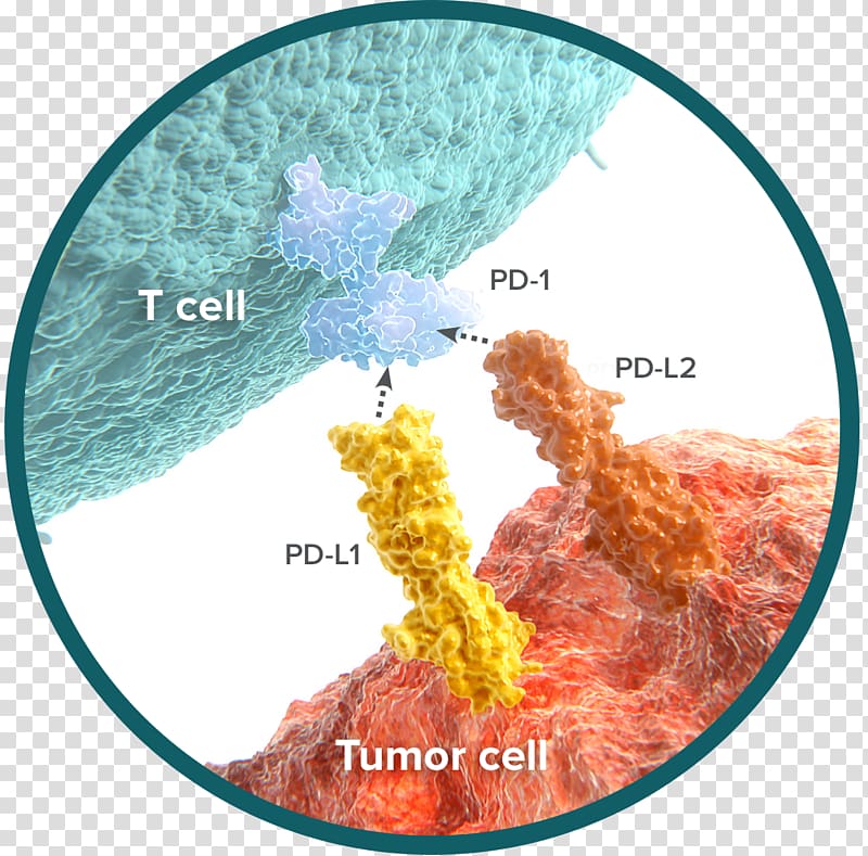 Programmed cell death protein 1 Immune system Natural killer cell Cancer, carcinoma transparent background PNG clipart