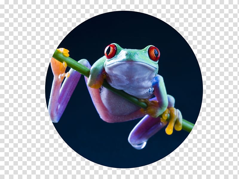 Red-eyed tree frog Desktop Salamander, Frog Jumping Day transparent background PNG clipart