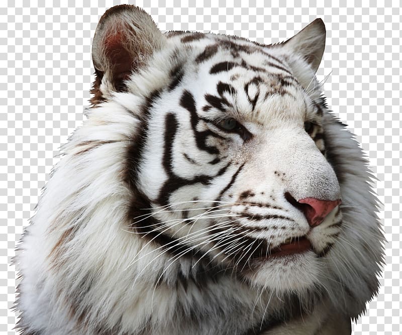 Bengal tiger Baby Tigers Lion White tiger, White Tiger transparent background PNG clipart
